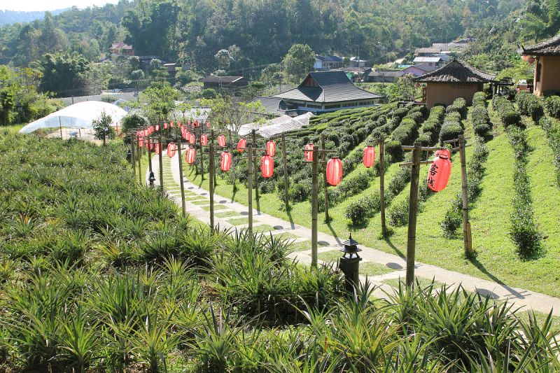 普洱茶博园在哪里 - 探索普洱茶的起源和文化