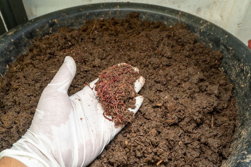 虫茶是怎么制造的：高效的有机肥料
