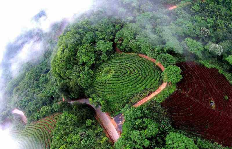 莽枝茶山属于哪个茶区 - 深入了解中国茶文化