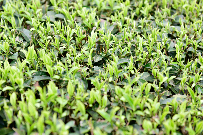 揭秘甘露茶的产地：历史、文化与传奇