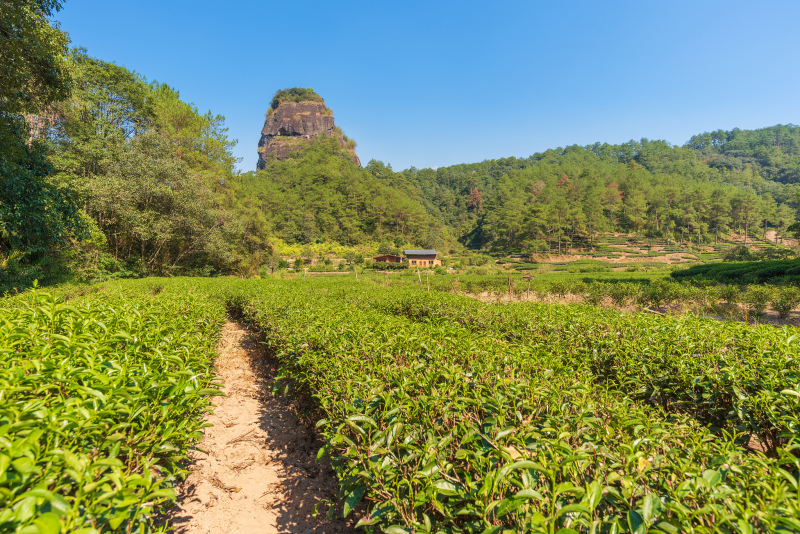 正山小种茶需要洗茶吗- 了解这道茶文化背后的秘密