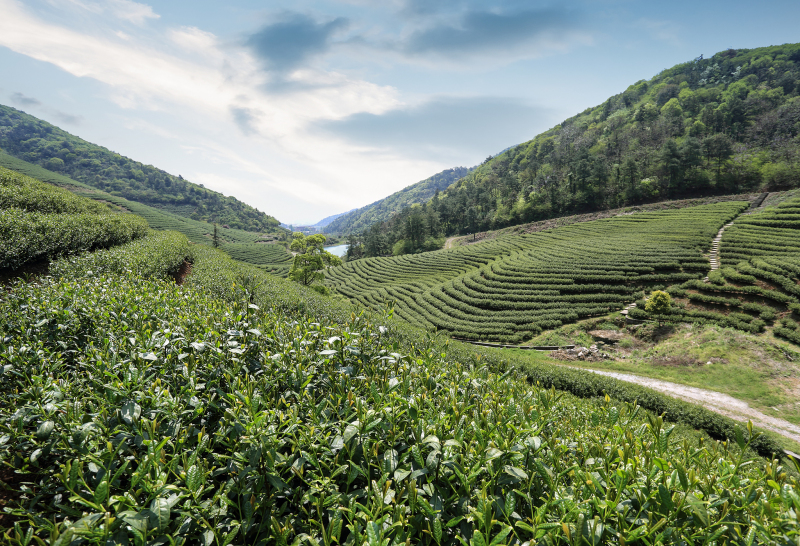 广东比较出名的茶：一杯充满历史魅力的清茶