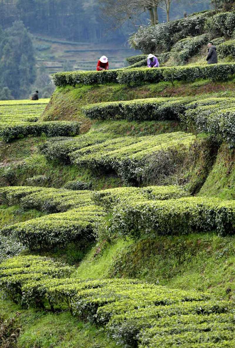 了解石阡苔茶：石阡苔茶是什么茶？