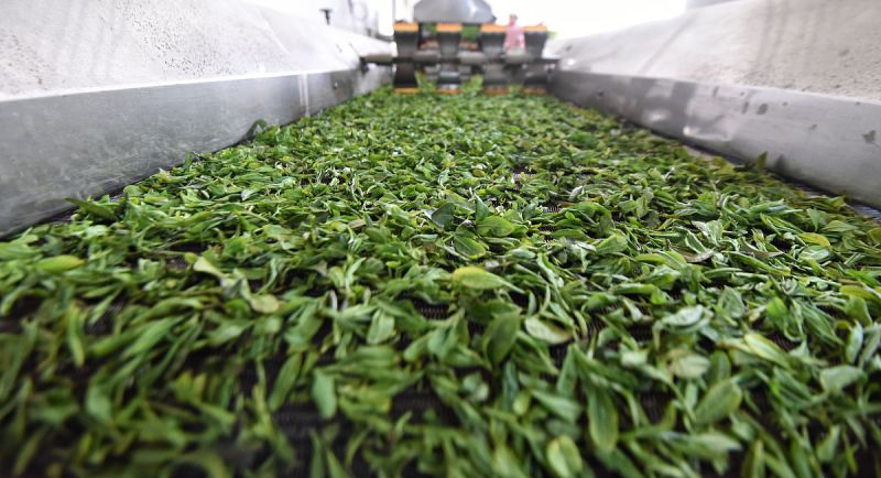 解密普洱嫩芽是什么茶，何以备受青睐？