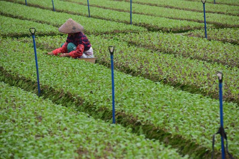 茶苗育苗技术视频