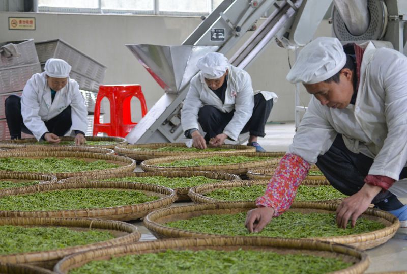 红枫山韵茶价格-值得花费的高品质红茶