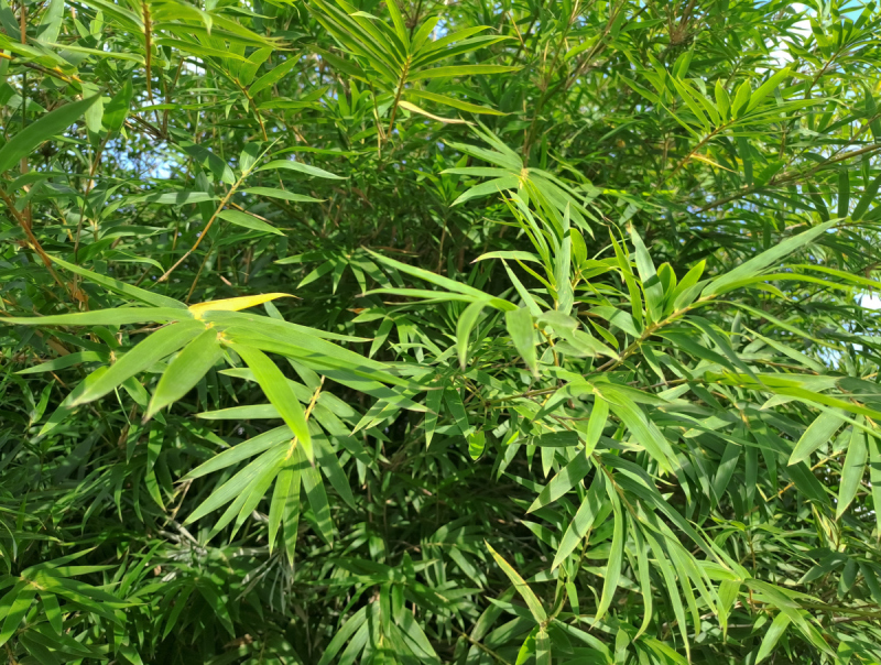 桑叶竹叶荷叶茶叶泡茶能一起喝吗-解决你的茶疑惑