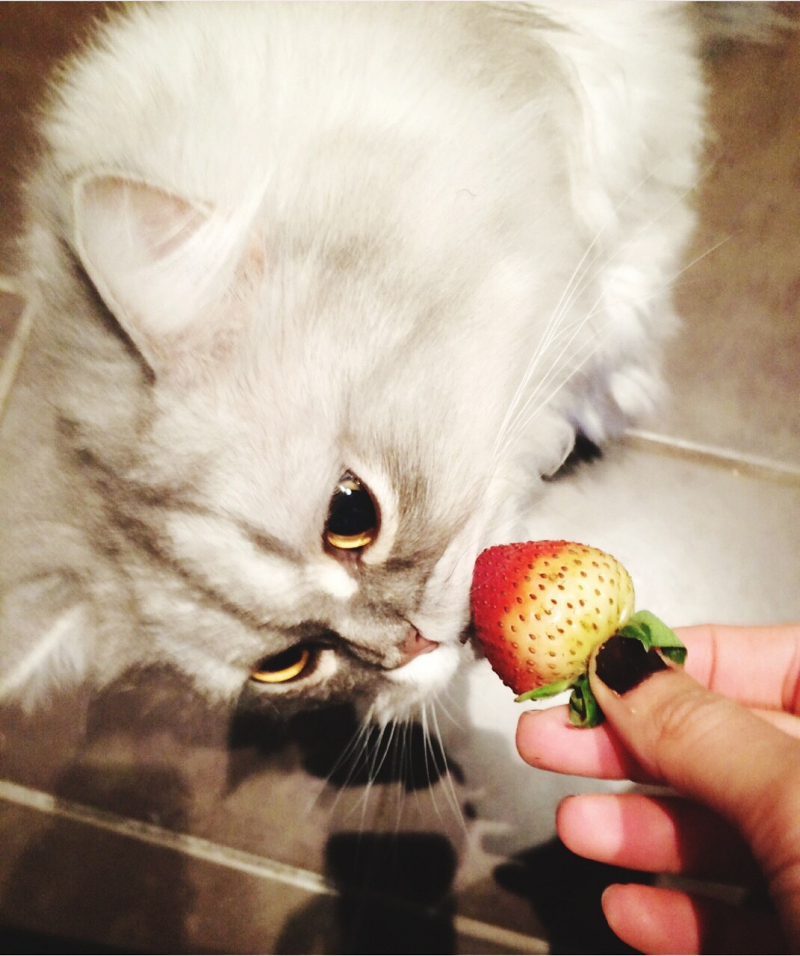 爱喝柠檬茶的猫：究竟有没有这样的宠物？
