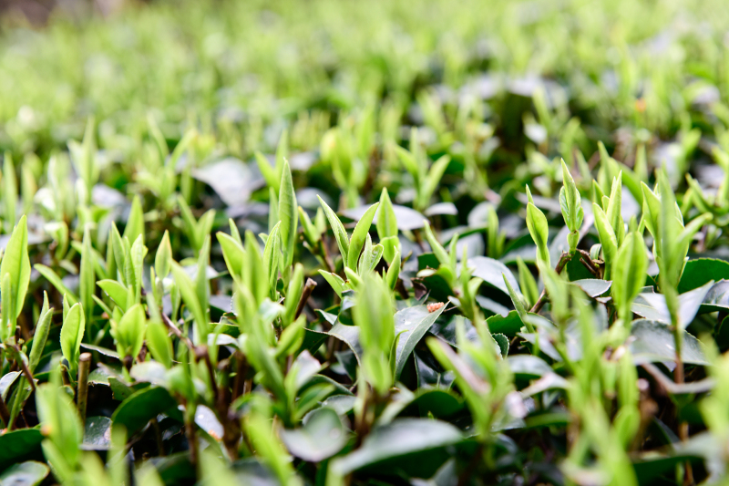 茶叶一般几月出新茶：探索中国茶文化的神秘