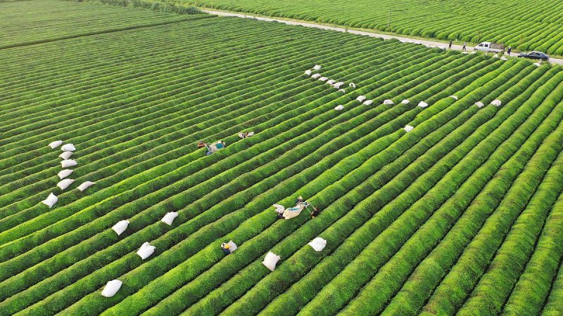 茶叶高质量发展实施方案