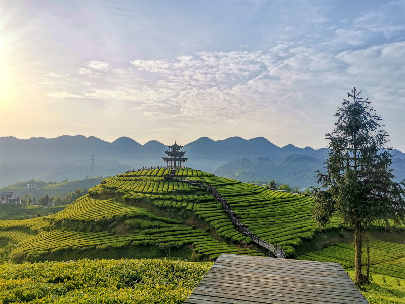 大田茶美人景区：享受茶文化和自然风光的绝佳去处