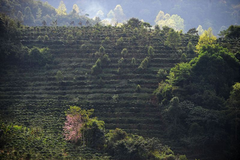 铁血茶城评价：一个值得一游的旅游胜地