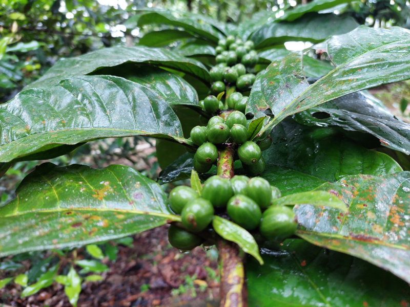 茶阔子泡水降血压 – 真相还是迷思？
