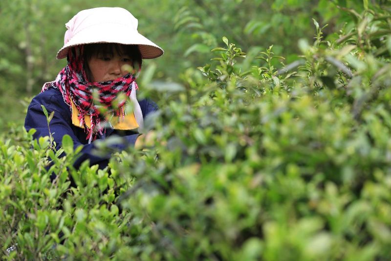 什么时节的茶叶最好？全年茶叶最佳采摘季节解析
