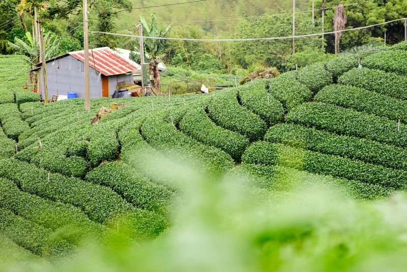 六安抹茶小镇：一场绿茶与抹茶的盛宴