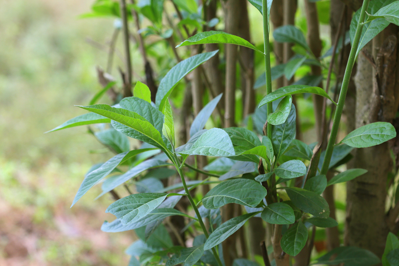 短梗五加茶的功效与作用及副作用：探索这种天然中药的神奇之处