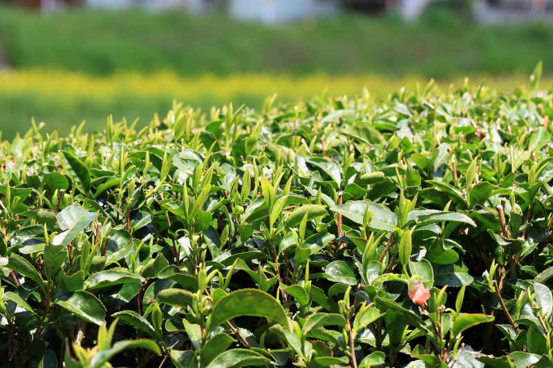 千里香属于什么茶 - 了解这种特别茶的秘密