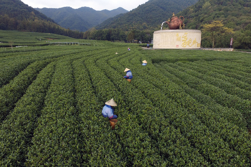 安徽省茶叶行业协会：支持中国茶文化的发展