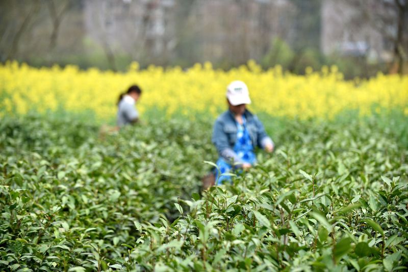 摘茶叶的季节是什么时候 - 揭秘中国茶叶采摘季节
