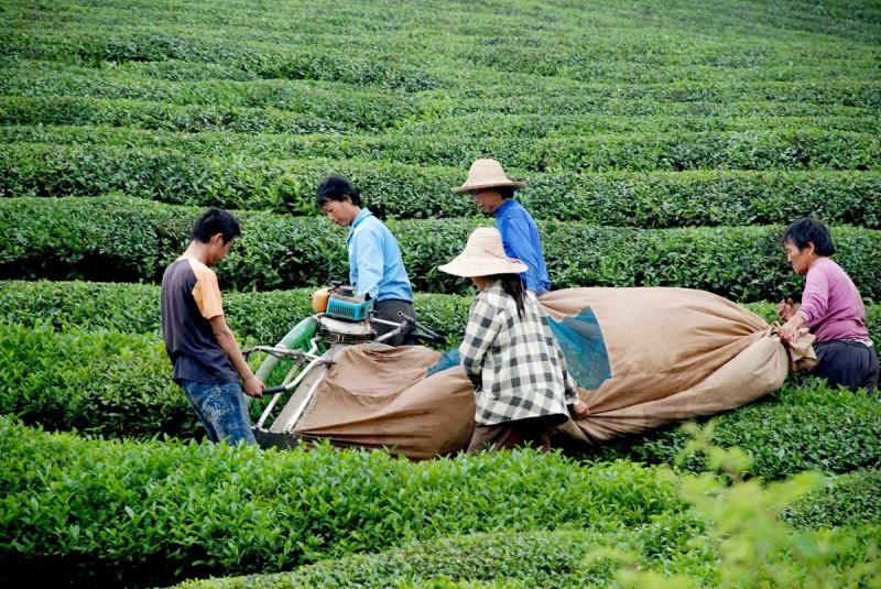 茶和工业革命- 變革之風