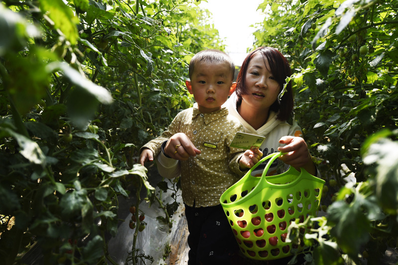 野生古树红是什么茶：一份精美醇香的茶叶