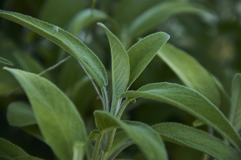什么茶含茶碱最少- 发现你喜欢的低咖啡因选择