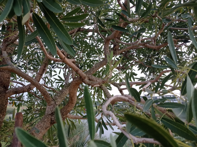 荔枝树寄生茶