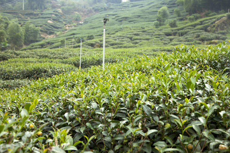 泰顺最好的茶：品质与口感的完美结合