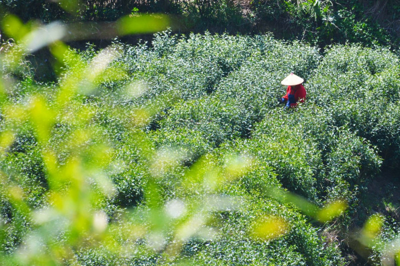 关于茶的五言诗句：品味智慧与文化之美