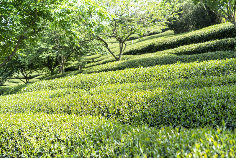 普洱茶是黑茶嘛：人们对传统饮品的误解？