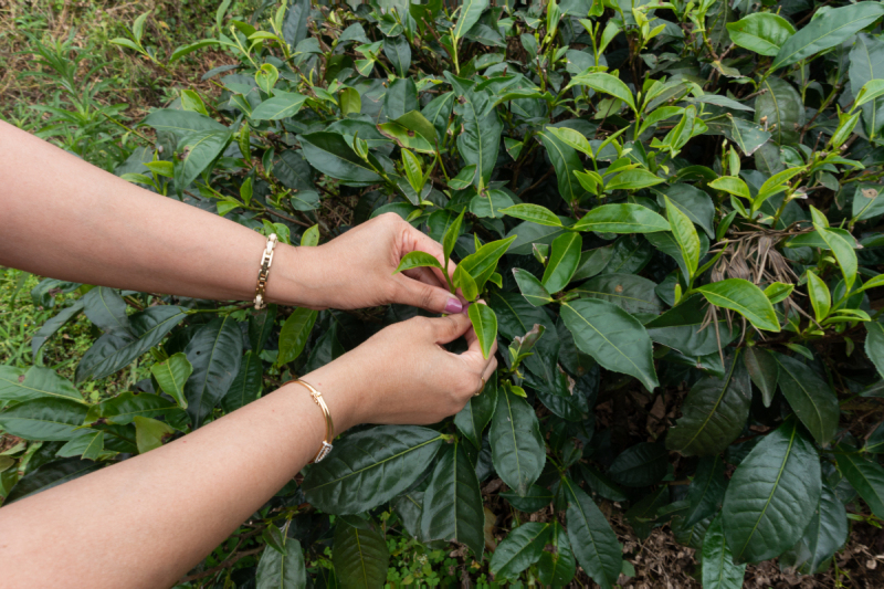 八两茶是什么茶