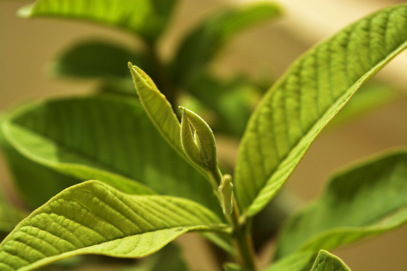茶的生长过程图片：茶叶生长的奥秘