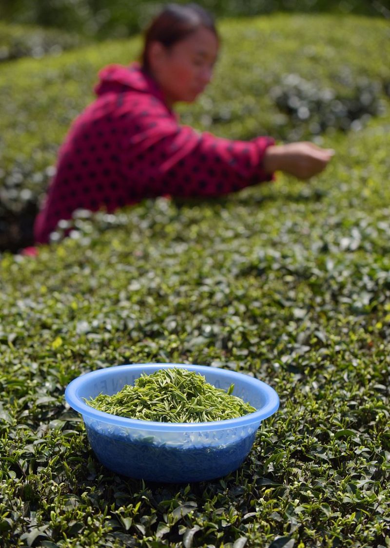 保靖黄金茶哪家好？如何选择一款品质好的保靖黄金茶？