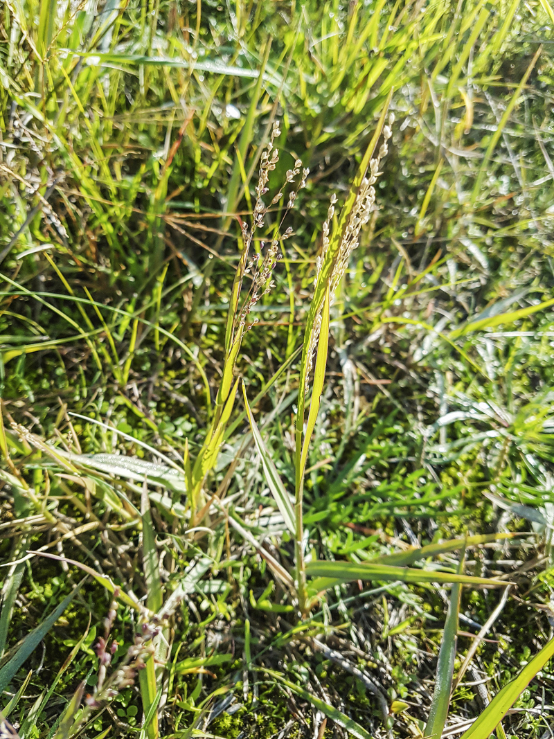 午时茶和小柴胡的区别：了解这两种中药茶的功效和适宜人群