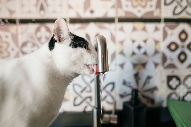 猫喝了一点茶叶水有事吗- 茶叶水是否安全供猫饮用？