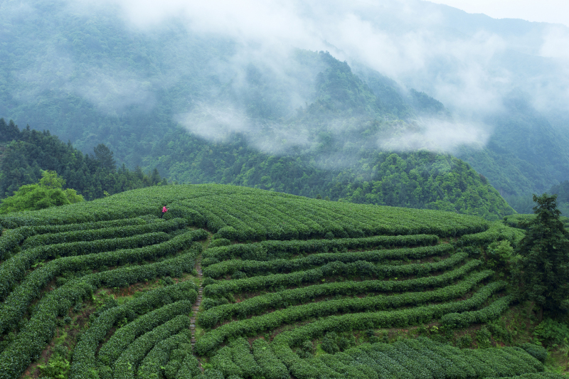 天柱山茶叶是什么茶- 介绍历史、类型和风味