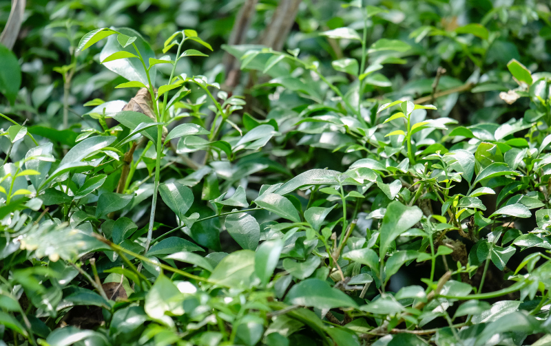 藤茶可以减肥吗：藤茶对减肥的作用及效果