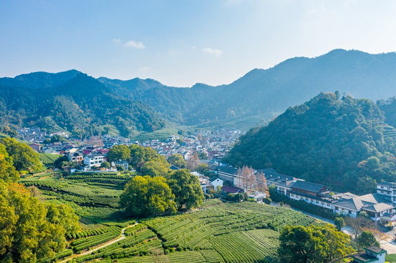 茶叶出自中国哪个地方：探寻中华茶文化源头