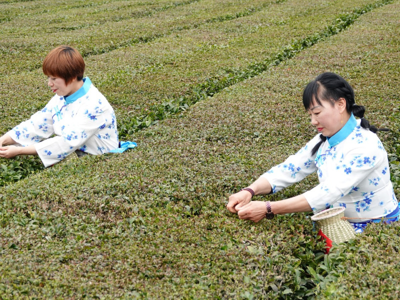 探究牡丹花蕊茶是什么茶
