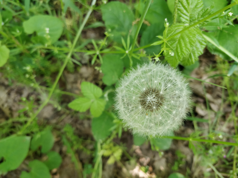 蒲公英和茶叶一起泡有什么功效