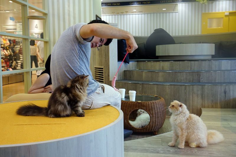 雅木茶身边的猫：不只是宠物，还是生命中的陪伴