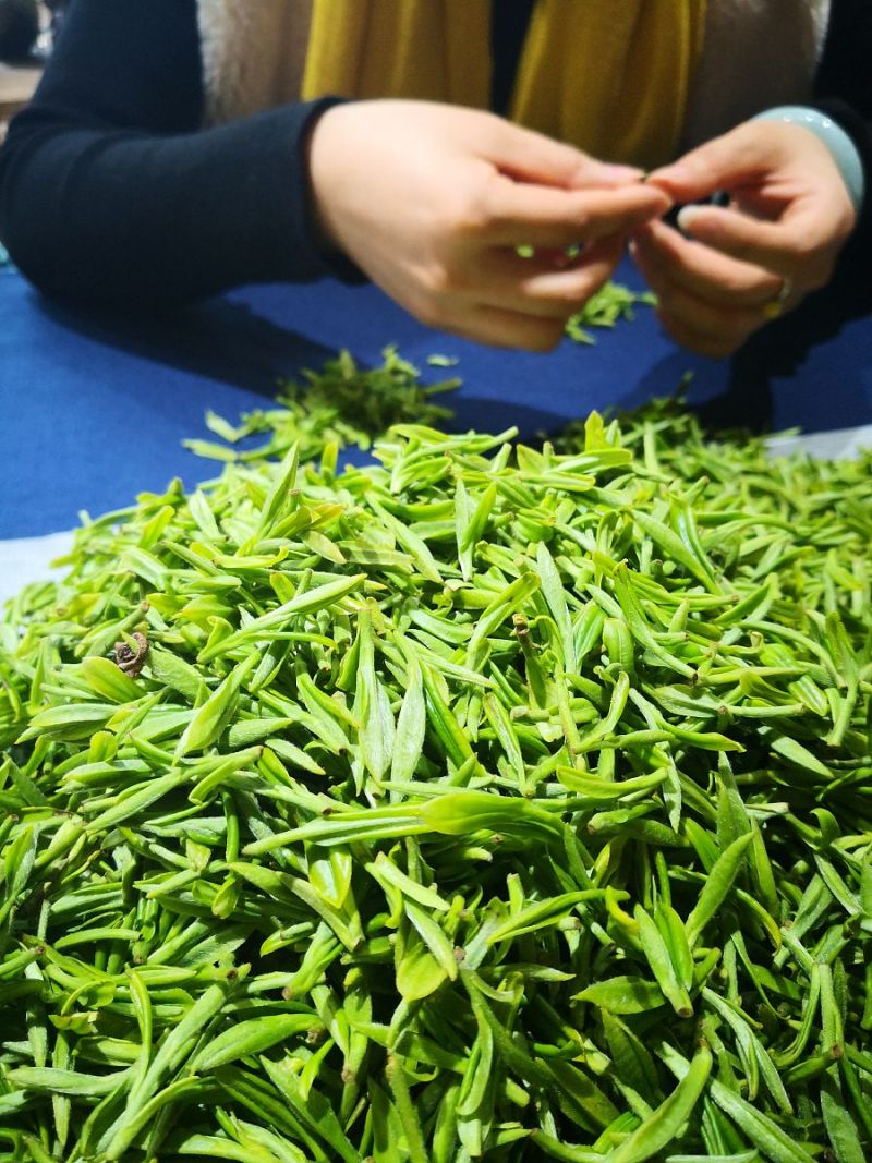 碧螺春新茶好还是旧茶好：品尝新旧茶叶的优点与缺点