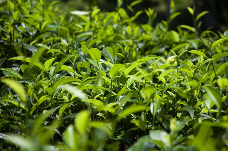 茶的生长特性：了解茶树生长过程，从源头掌握好茶的质量