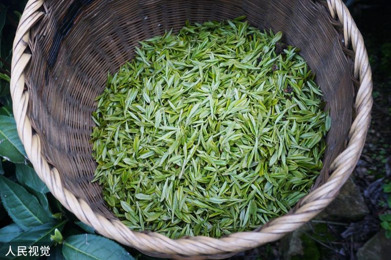 在山水间茶叶多少钱一盒？如何购买优质山水间茶叶？