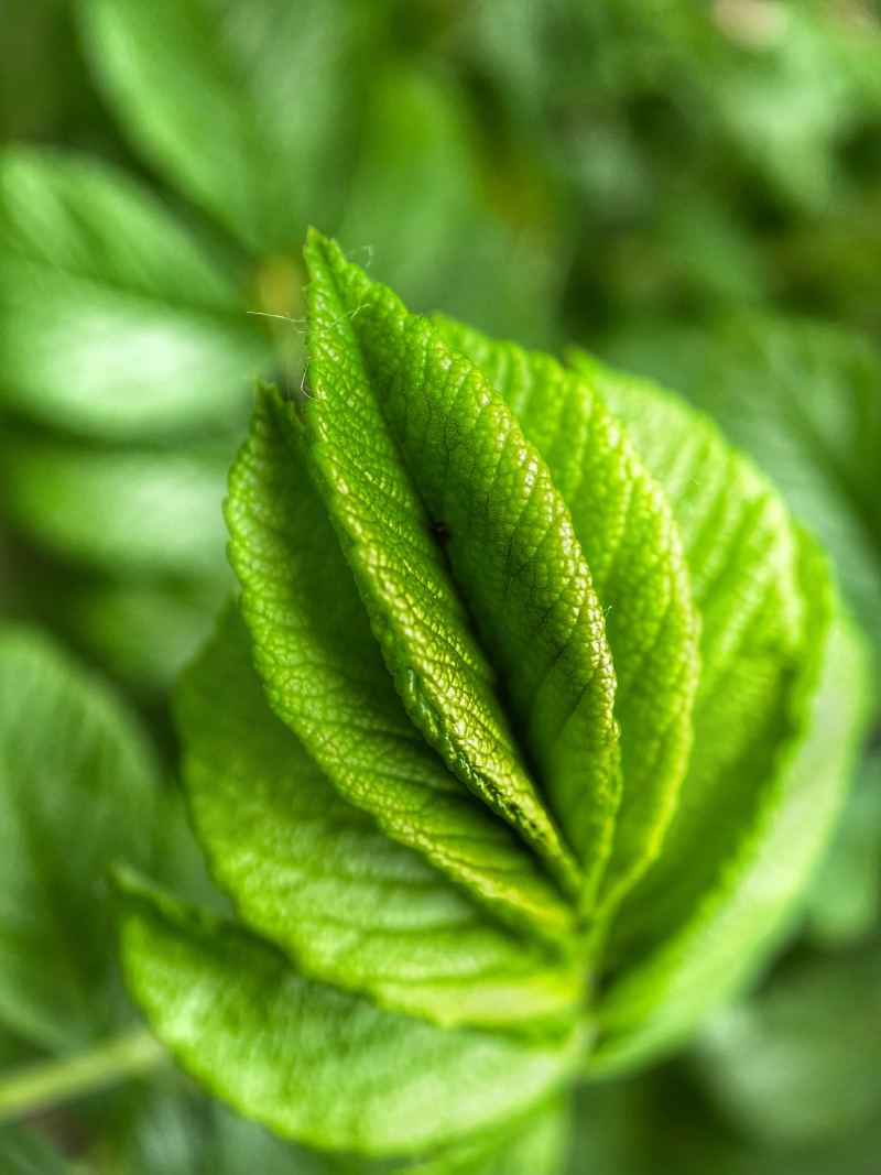二嘎子茶的特点- 中国优质绿茶的代表