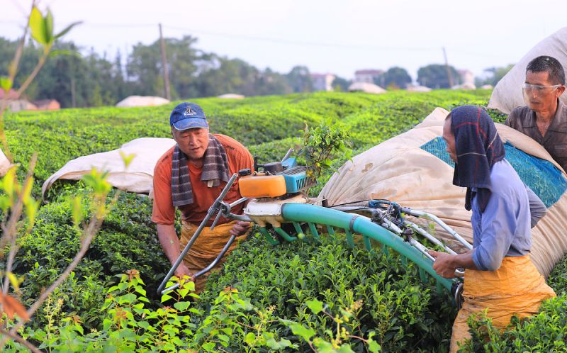 披荆斩棘：究竟是什么让黑黑的茶叶成为畅销茶品？