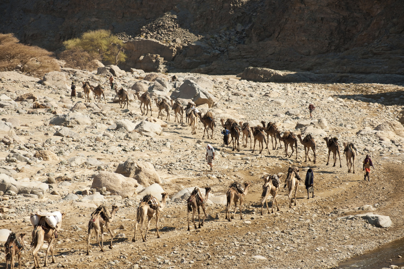 茶马古道酒店:重拾历史文化 茶马古道酒店:重拾历史文化