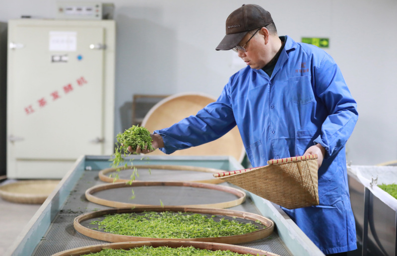 制茶工程师陈财：茶文化的守护者