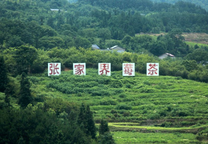 张家界莓茶价格-一种天然的饮料