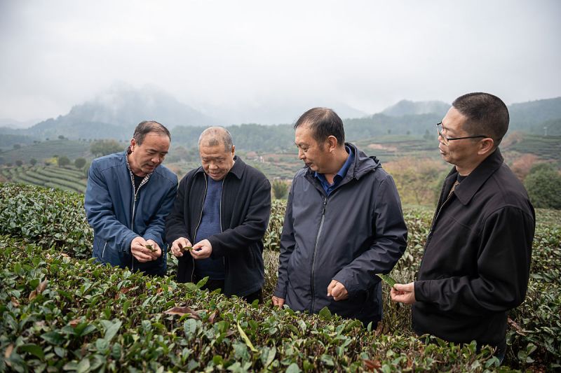 六安市茶谷办主任 - 探索创新茶产业发展的中坚力量